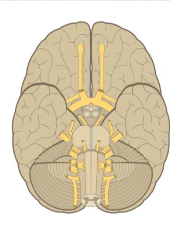 <p>What plane/view of the brain is this?</p>