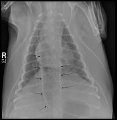 <p>What structure is outlined by the arrows?</p>