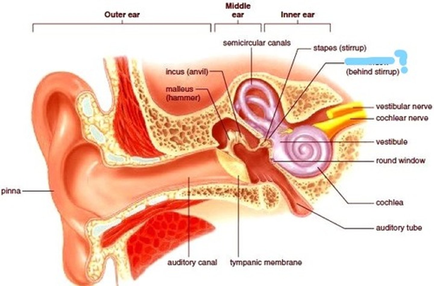 <p>covered by the base of the stapes; where mechanical vibrations enter the inner ear</p>