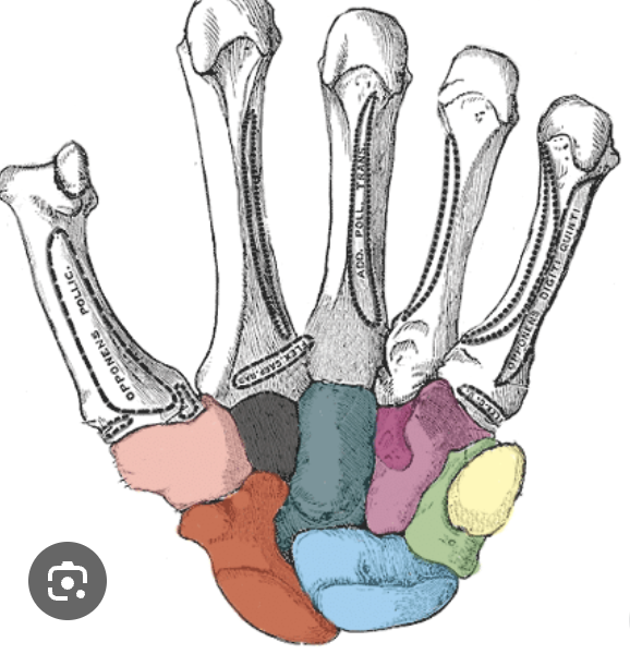 <p>whats the blue? </p>