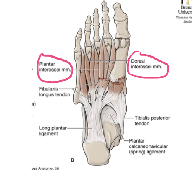 <p>ORIGIN: adjacent sides of metatarsals 1-5 </p><p>INSERTION: medial side of dorsal digital expansions digits 2-4 </p><p>FUNCTION: abducts digits 2-4, flexes MTP joitns of 2-4, extends interphalangeal joint digits 2-4 </p><p>INNERVATION: lateral plantar nerve </p>