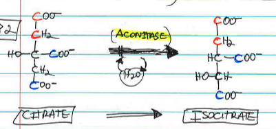 <p>citrate is isomerized to isocitrate by <strong>_____ </strong>in two parts: dehydration to cis-aconitate and rehydration to isocitrate. <span style="color: rgb(230, 79, 79);">The molecule is reorganized into isocitrate</span>.</p>