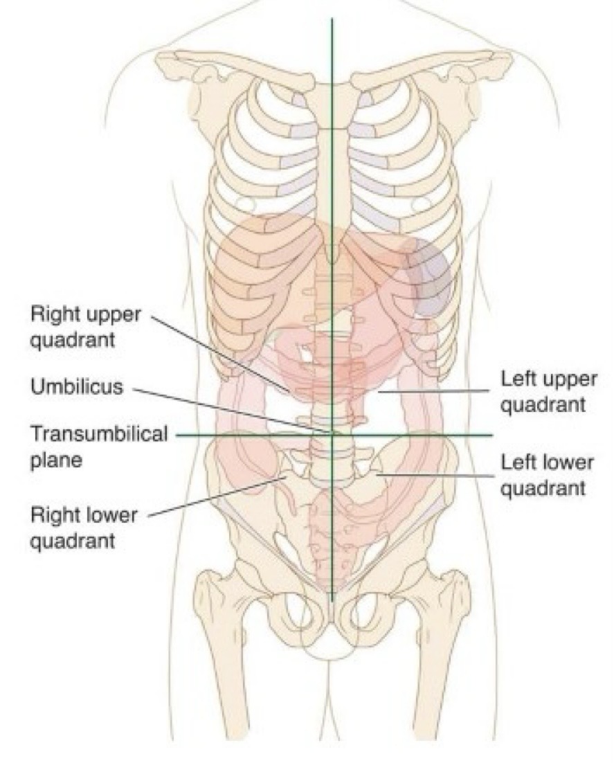 <p>Know the organs in each quadrant: </p><p>Right Upper Quadrant (RUQ): Liver Gallbladder Right kidney Part of the stomach Pancreas (small portion)</p><p>Left Upper Quadrant (LUQ): Stomach Spleen Left kidney Pancreas Parts of the stomach</p><p>Right Lower Quadrant (RLQ): Appendix Cecum (first part of the large intestine) Right reproductive organs Right ureter</p><p>Left Lower Quadrant (LLQ): Descending colon and sigmoid colon (parts of the large intestine) Left reproductive organs Left ureter</p>