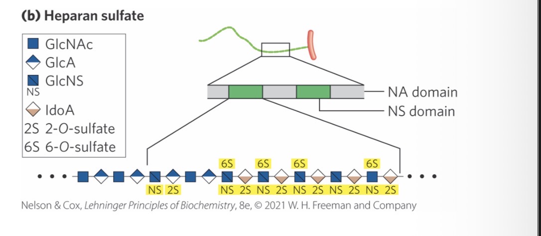 <p>highly sulfated domains that alternate with domains having unmodified GlcNAc and GlcA residues</p>
