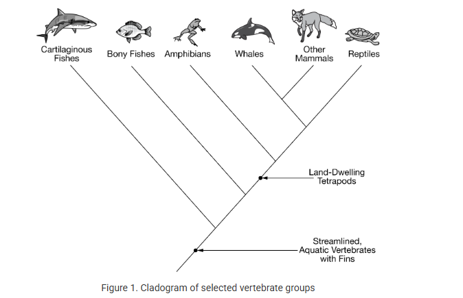 <p>Whales, bony fishes, and cartilaginous fishes all have similar adaptations that enable them to live in the ocean. Figure 1 shows the phylogenetic relationships of selected vertebrates.</p><p>Based on the phylogenetic relationships shown in Figure 1, which of the following best explains the similarities exhibited by whales, bony fishes, and cartilaginous fishes?</p><p><strong>A) </strong>Convergent evolution, because these organisms do not share a recent common ancestor.</p><p><strong>B) </strong>Adaptive radiation, because all three groups evolved from a unique, shared common ancestor from the cartilaginous fishes group.</p><p><strong>C) </strong>Mutation, because the shared traits can be traced back to a shared recent common ancestor.</p><p><strong>D) </strong>Founder effect, because all three groups formerly existed together as one population that then was disrupted, causing speciation.<br></p>