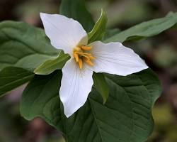 <p>Trillium</p>