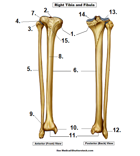 <p>Tibial Tuberosity </p>