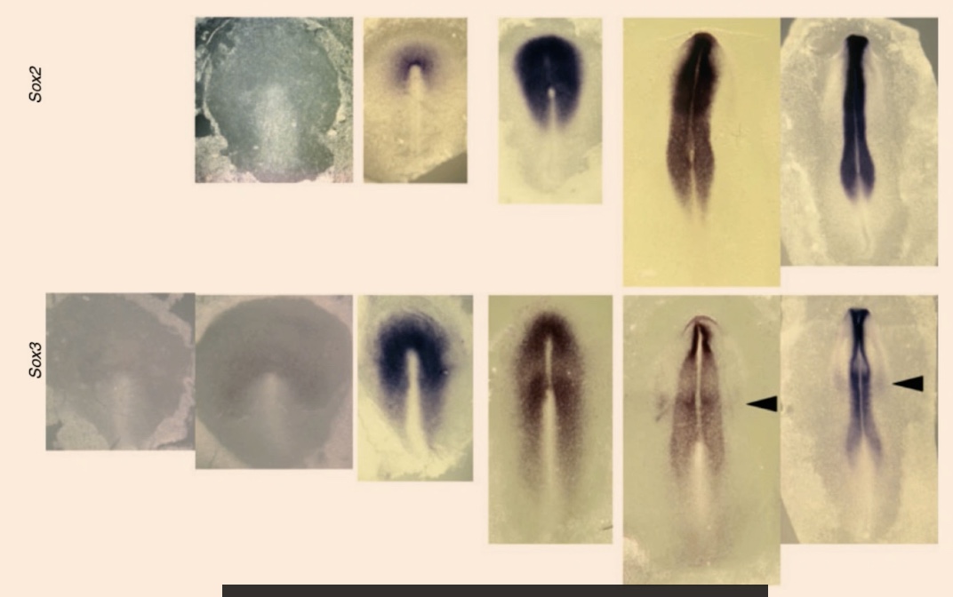 <p>What are we seeing here? </p>