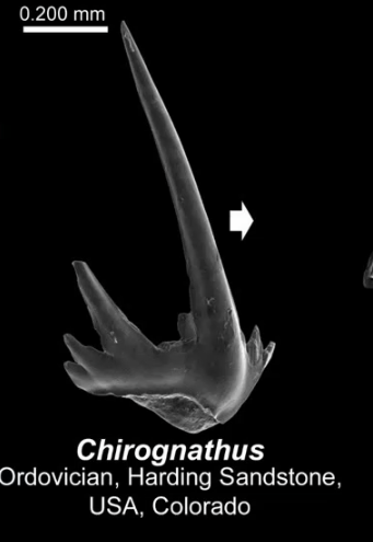 <p>Identify tyoe of conodont element</p>