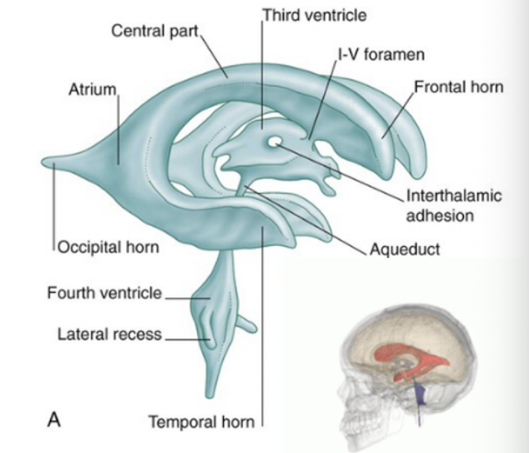 <ul><li><p>frontal horn</p></li><li><p>body</p></li><li><p>atrium</p></li><li><p>occipital horn</p></li><li><p>temporal horn</p></li></ul><p></p>