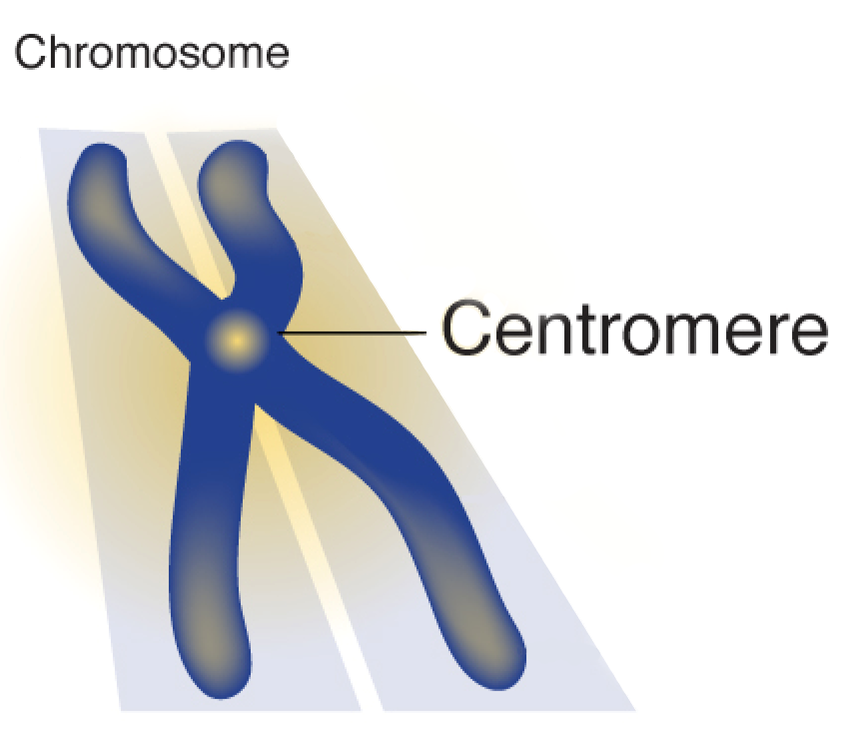 <p>attached part of the “sister” chromatids </p>