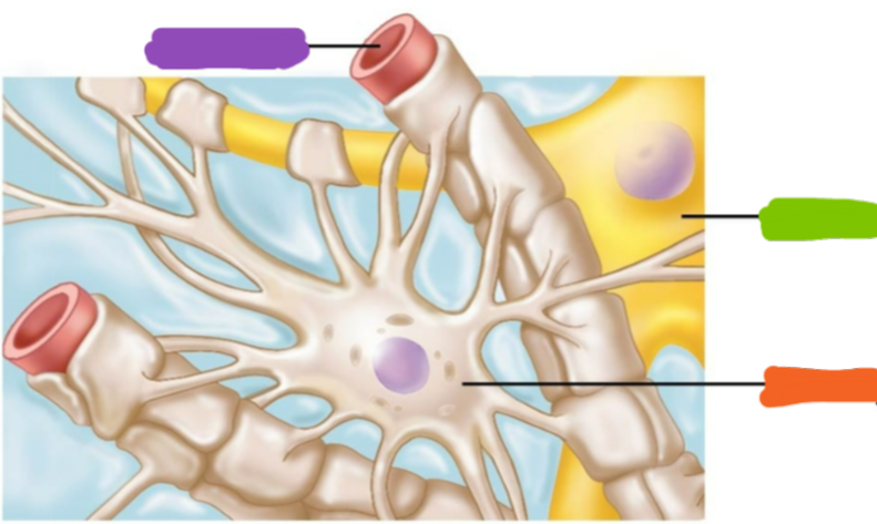 <p>Name the following highlighted items on the image</p>