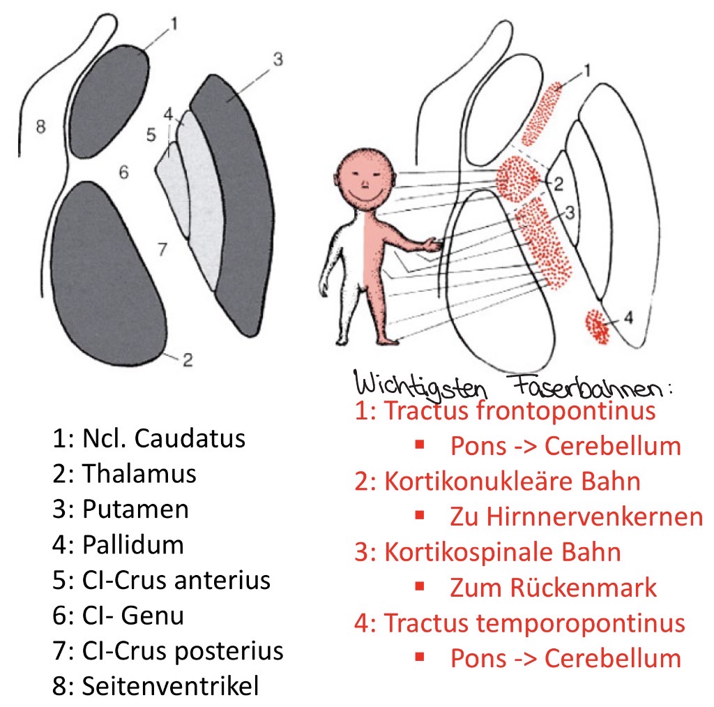 <p><span><strong>Capsula interna = die „Autobahn“ des Gehirns.</strong><br>Hier verlaufen die wichtigsten auf- (sensorische Reize) und absteigenden (motorische reize) Nervenbahnen zwischen Großhirnrinde, Hirnstamm und Rückenmark. Daher führen selbst kleine Läsionen häufig zu ausgeprägten neurologischen Ausfällen.</span></p>