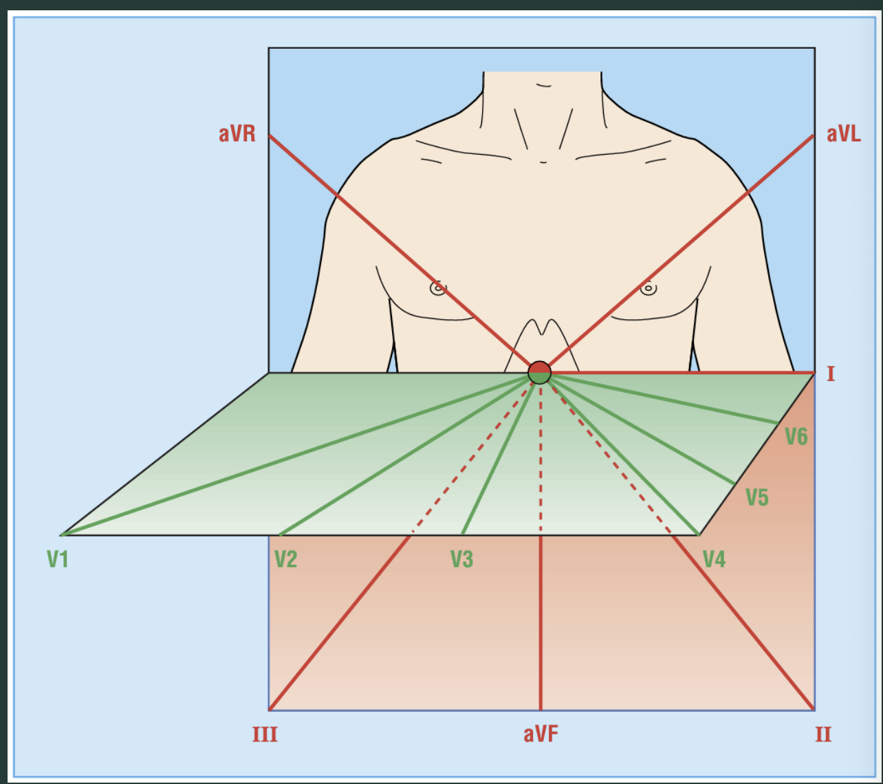 <p>Which leads measure horizontal axis?</p>