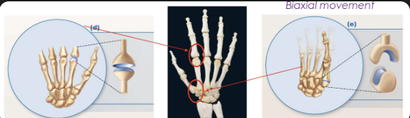 <ul><li><p>Biaxial</p></li><li><p>Wrist (C) and base of thumb (S)</p></li></ul><p></p>