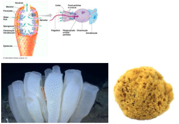 <p><span style="background-color: transparent;">a. To what taxon do these organisms belong?&nbsp;</span></p><p><span style="background-color: transparent;">b. What structures are characteristic for all of these organisms?&nbsp;</span></p><p><span style="background-color: transparent;">c. How is this animal similar to the common ancestor of ALL animals? How is it different?</span></p><p><span style="background-color: transparent;"> d. Are there tissues? What type of symmetry do these have?</span></p>