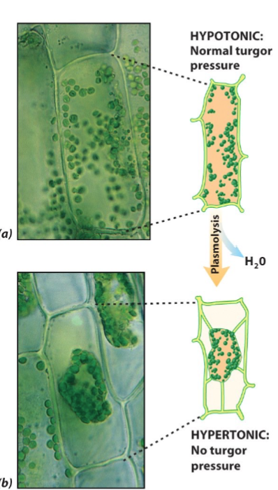<ul><li><p>plants are generally hypertonic compared to their fluid environment</p></li><li><p>tendency for water to enter the cell develops an internal pressure (turgor) to push the cell against its surrounding wall, which provides support for nonwoody plants </p></li><li><p>plasmolysis: the process where a plant cell loses water and shrinks, causing the cell membrane to pull away from the rigid cell wall</p><ul><li><p>plant will wilt and drop</p></li></ul></li></ul><p></p>