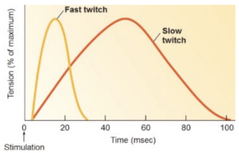 <ul><li><p>Slow vs. fast twitch</p><ul><li><p><strong>Fast</strong>: <span style="color: rgb(7, 183, 23);">gets to tension quickly</span>, <span style="color: rgb(245, 19, 19);">but uses up ATP quickly</span></p></li><li><p><strong>Slow</strong>: <span style="color: rgb(9, 167, 19);">uses up ATP slowly</span>, <span style="color: rgb(246, 15, 15);">but gets to tension slowly</span></p></li></ul></li><li><p>ATPase speed in crossbridge cycling</p></li></ul><p></p>