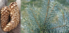 <p>Blue Spruce</p>