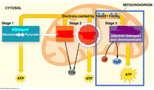 <ul><li><p>Energy captured by the NADH and FADH2 molecules is used to phosphorylation ADP to ATP</p></li><li><p>Takes place in the mitochondria </p></li><li><p>Two parts: electron transport chain and chemiosmosis</p></li><li><p>90% of the ATP of cellular respiration is produced </p></li></ul><p></p>