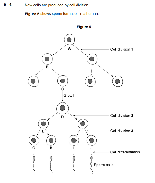 <p>2025: Which cell division is mitosis? (1)</p>