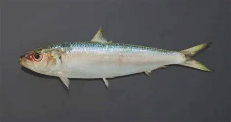 <p>Larger dark spot behind gill cover</p>