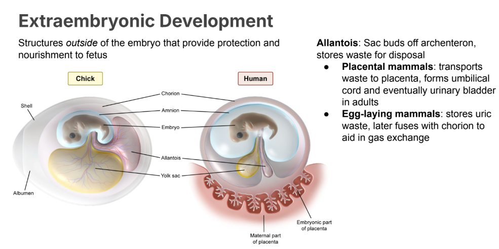 <p><strong>Allantois</strong>: Sac buds off archenteron, stores waste for disposal</p><ul><li><p><strong>Placental mammals:</strong> transports waste to placenta, forms umbilical cord and eventually urinary bladder in adults</p></li><li><p><strong>Egg-laying mammals</strong>: stores uric waste, later fuses with chorion to aid in gas exchange</p></li></ul><p></p>