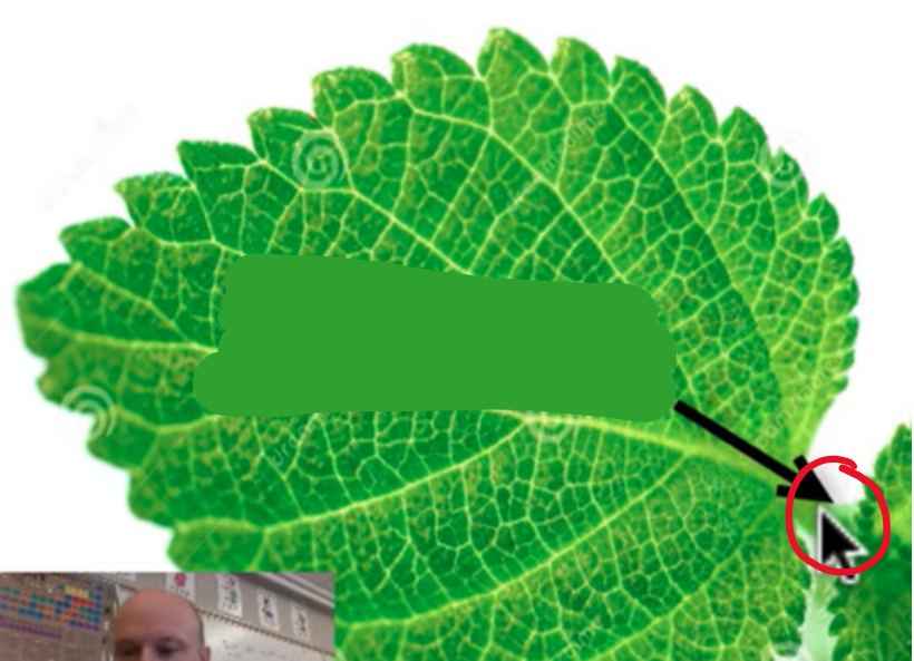 <p>leaf begins at the stock formally called ___ which attaches the leaf to the stem of the plant</p>