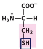 <p>Cys </p><p>C</p><p>pKa Values = 2 (-COOH), 8 (-SH), 9 (-NH3+)</p>