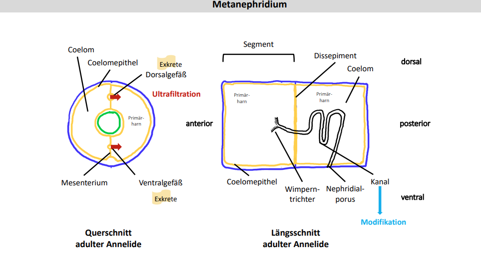 <p><span>- mit Coelom verbundene Kanäle, die der Exkretion und der Ausleitung der Gameten dienen</span><br><span>- gehen z.T. auf Einstülpung der Epidermis zurück</span></p>