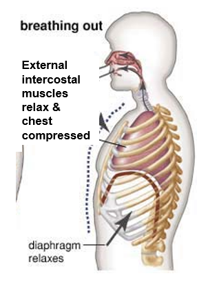 <p><span style="font-family: "Tw Cen MT";"><strong><u>EXPIRATION</u></strong></span></p><p><span>&nbsp;</span><span style="font-family: "Tw Cen MT";">The diaphragm relaxes &amp; bulges into chest cavity.</span></p><p><span>&nbsp;</span><span style="font-family: "Tw Cen MT";">The external intercostal muscles relax and move the rib cage down and in.</span></p><p><span>&nbsp;</span><span style="font-family: "Tw Cen MT";">The volume of chest cavity decreases.</span></p><p><span>&nbsp;</span><span style="font-family: "Tw Cen MT";">Pleural membrane (pleura) adhered to inside of chest cavity compresses lungs.</span></p><p><span>&nbsp;</span><span style="font-family: "Tw Cen MT";">Lungs are now a small, tight space so air pressure in lungs is greater than air pressure outside.</span></p><p><span>&nbsp;</span><span style="font-family: "Tw Cen MT";">Air flows out of lungs to equalise the pressure.</span></p>