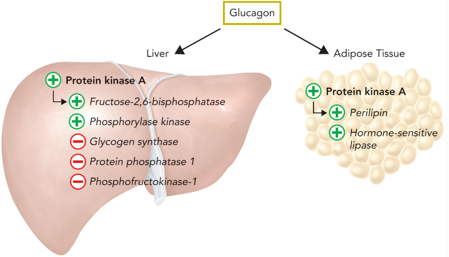 <p>PKA phosphorylates perilipin and hormone-sensitive lipase to hydrolyze TAGs, they bind to serum albumin and and transported to tissues for use in energy conversion reactions; glycerol is metabolized by liver in glycolytic and gluconeogenic pathways </p>