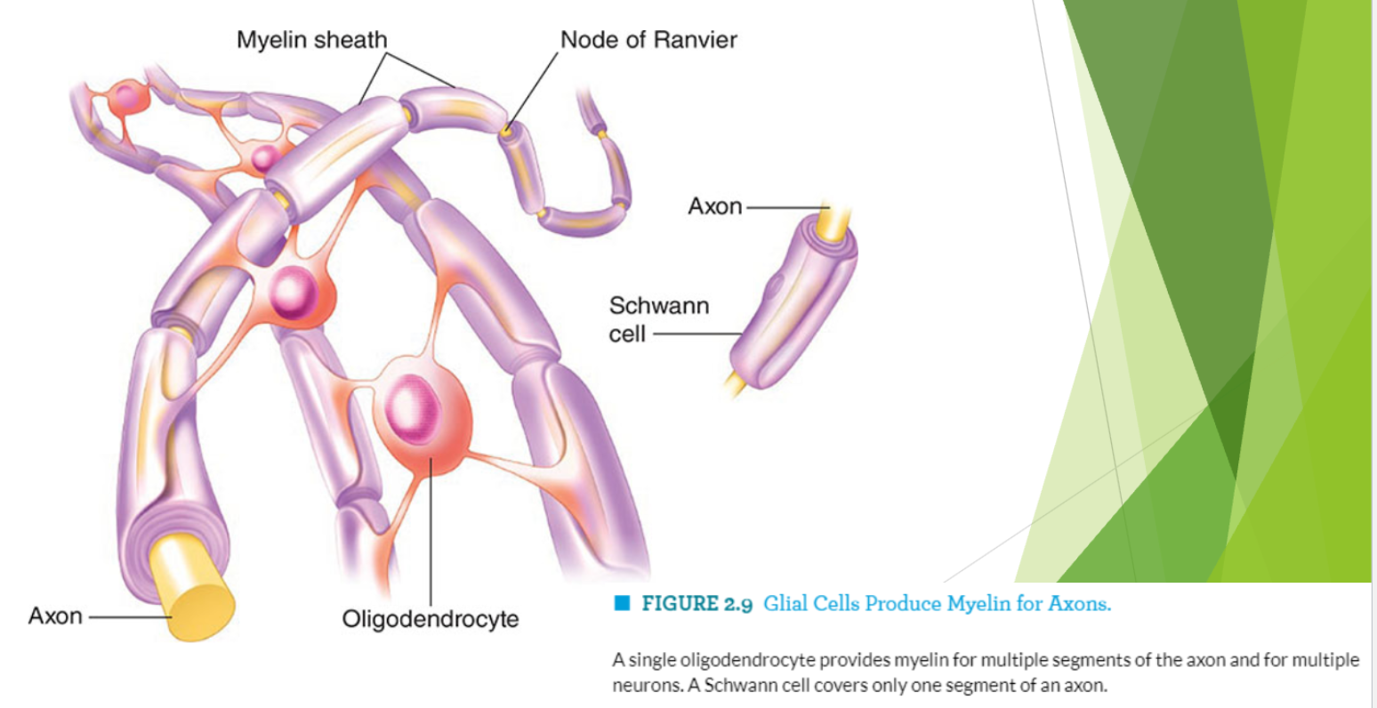<p>Oligodendrocytes have multiple arms that each create myelin for <strong>multiple</strong> segments of the axon, while Schwann cells have one arm that will only cover <strong>one</strong> segment of the axon</p>