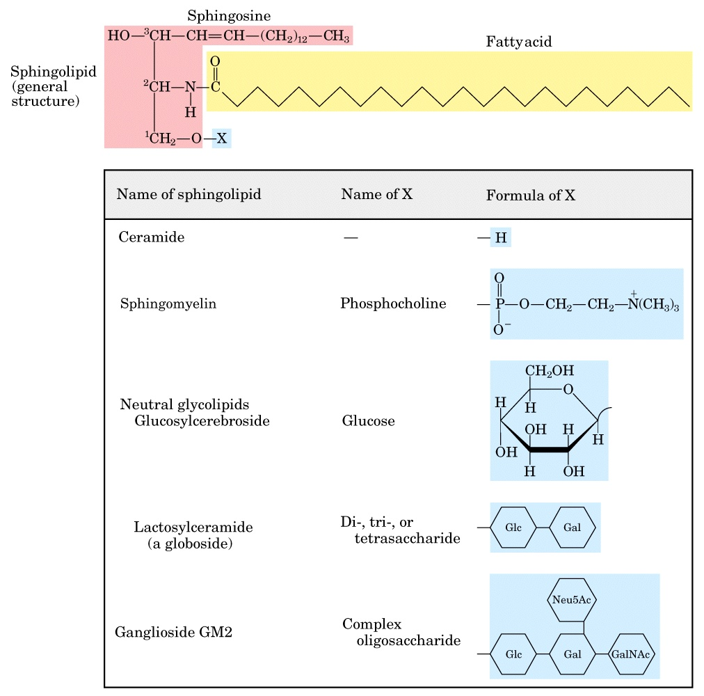 <p>sphingosine backbone</p><p>1 FA in amide link</p>