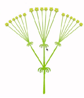 <p>how are the individual umbels in this compound form called?</p>