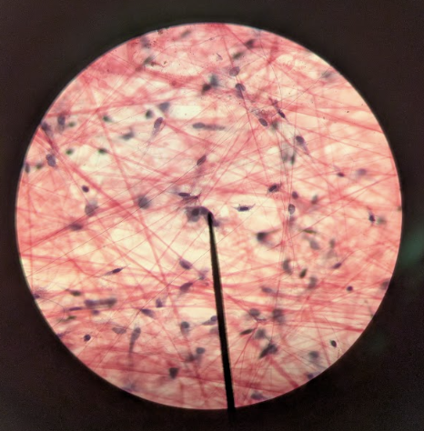 <p>What tissue is this?</p>