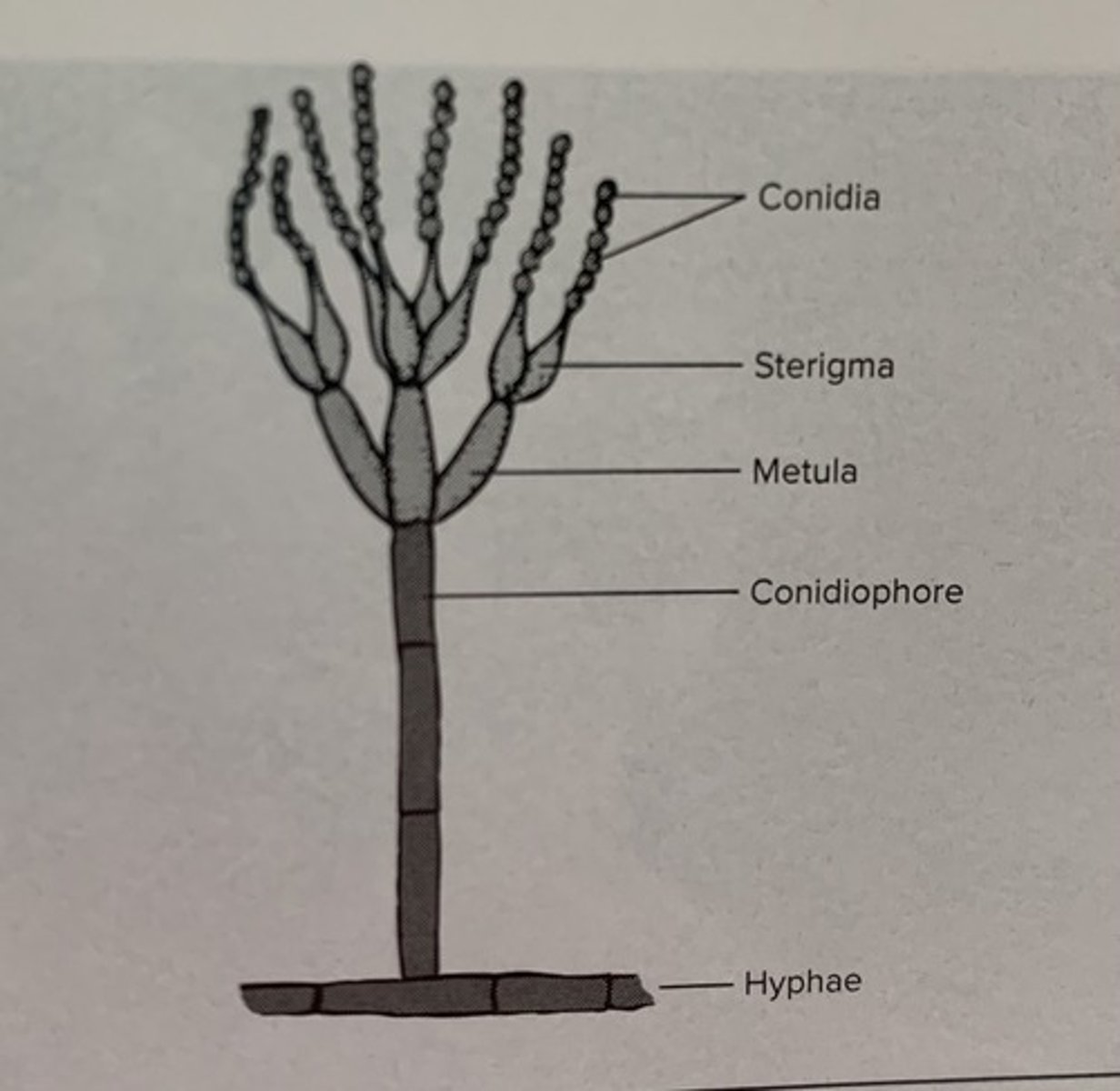 knowt flashcard image