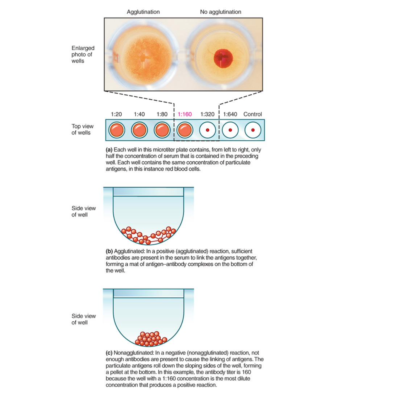 <ol><li><p>add antigen (bacteria) to wells</p></li><li><p>add diluted patient serum (contains antibodies)</p></li><li><p>look for clumping</p></li></ol><p>titer - highest dilution of serum that still causes agglutination</p><p></p>