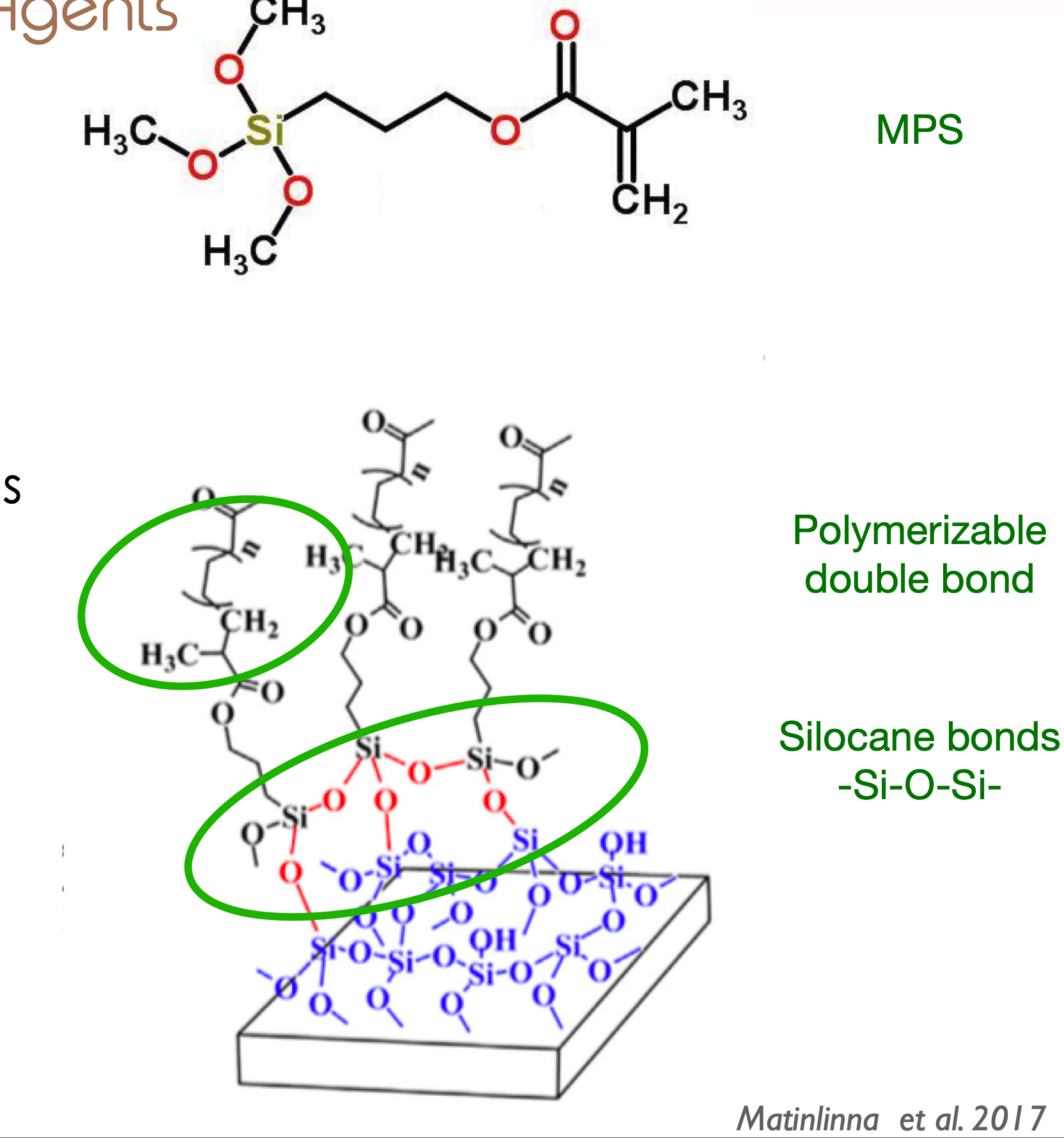 <p>to silica-based ceramics</p><p>silane coupling agents: </p><ul><li><p>Usually contain 3-methacryloxyproyltrimethoxysilane (MPS)</p></li><li><p>Effective in bonding silica-based restorative materials</p></li><li><p>Applications in bonding between:</p><ul><li><p>Silica-based ceramics and resin</p></li><li><p>Polymeric matrix and fillers of resin composites (silanized fillers)</p></li><li><p>Resin composite repairs, ceramic repairs</p></li></ul></li></ul><p></p>