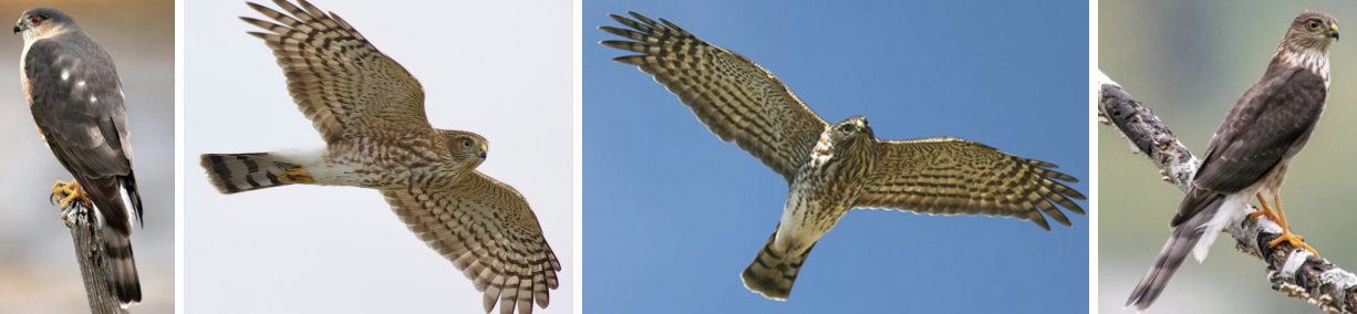 <ul><li><p><span style="background-color: transparent;"><strong>Habitat:</strong> forest and forest edge, require dense forest for breeding, prefer closed canopy, favor conifer forests, wide range of elevations, winter- forest edge, more open areas</span><span>&nbsp;</span></p></li><li><p><span style="background-color: transparent;"><strong>Diet:</strong> primarily songbirds- most frequently eat birds that are American Robin sized or smaller, sometimes larger birds, also small rodents and occasionally moths or grasshoppers</span></p></li><li><p><span style="background-color: transparent;"><strong>Characteristics:</strong> Small, immature- dark brown with mottling on chest, adult- solid dark gray back and reddish markings on buffy breast, small heads often don’t project beyond wrists of wings in flight, long skinny wings, </span><span>tend to have more dip where wing meets neck and bend at wrist in flight</span><span style="background-color: transparent;">, long narrow square tail with black and white bands</span></p></li></ul><p></p>