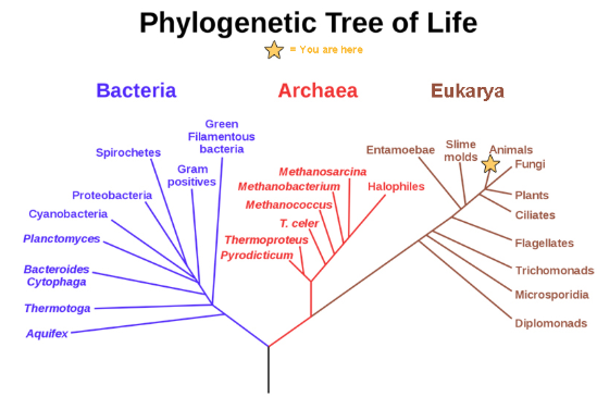 <p>The evolutionary history for a group of species based on evidence from living species, fossil record, and molecular data</p>