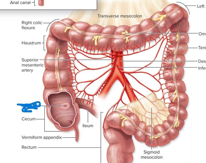 <p>what is this structure on the small intestine </p>