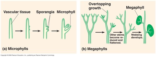<ol><li><p><strong>overtopping growth: </strong>sporophyte has a dominant axis and side branches </p></li><li><p><strong>megaphyll leaves</strong></p></li><li><p><strong>complex roots </strong></p></li></ol><p></p>