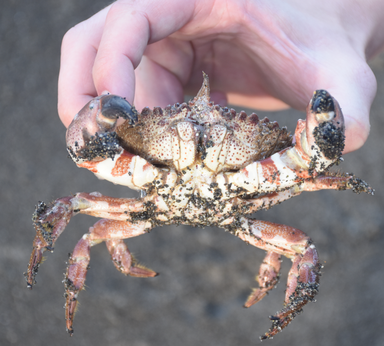 <p>Pacific rock crab</p>