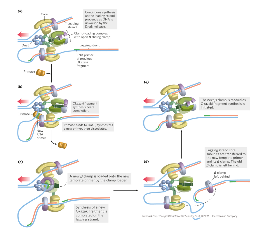 <p>1. Helicase (DnaB) unwinds DNA at the replication fork </p><p>2. Leading strand is synthesized in one piece </p><p>3. Lagging strand is synthesized in fragments – Okazaki fragments </p><p>4. Primase adds a primer to generate a free 3’OH </p><p>5. Clamp loader loads on a clamp to ensure synthesis is processive </p><p>6. Synthesis of lagging strand progresses until primer on older Okazaki fragment </p><p>7. Clamp loader (green structures in cartoon) re-loads clamps on new primer/template RNA-DNA hybrids until synthesis is complete</p>