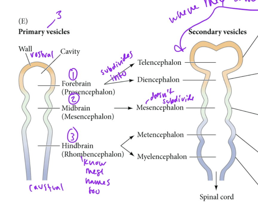 <p>metencephalon and myelencephalon</p>