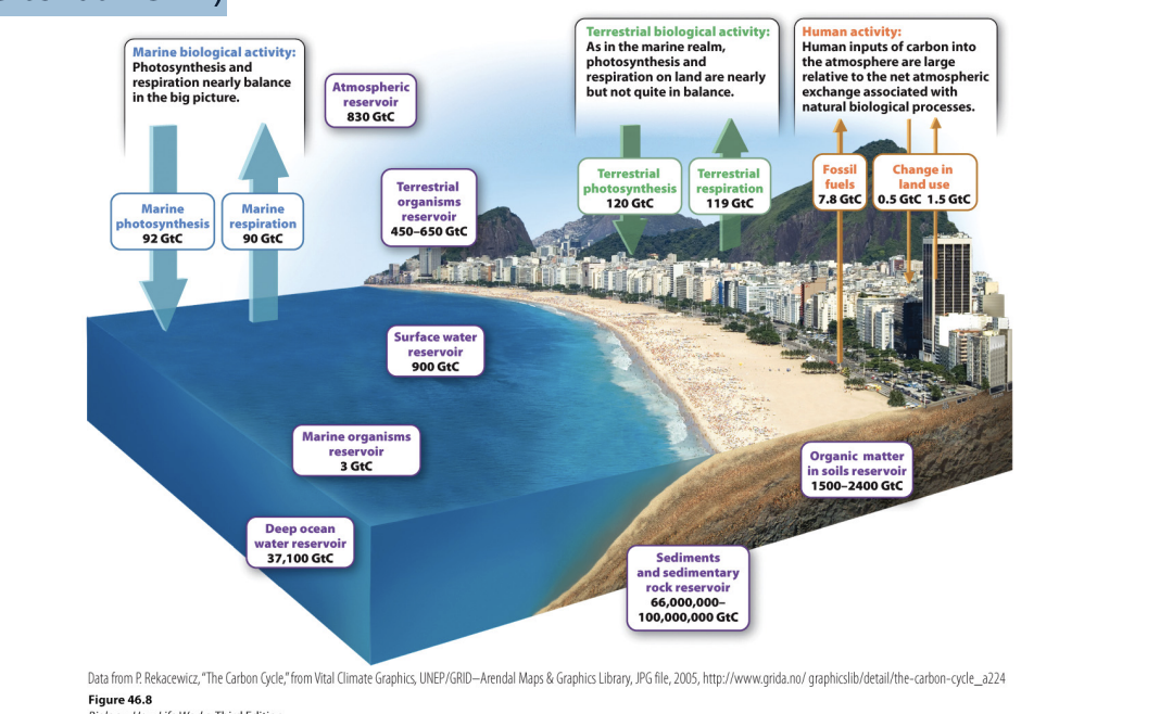 <ul><li><p>Major pools include atmosphere, oceans, land surface (soils and vegetation), sediments and rock</p></li><li><p>Sediments and rock → 99% of global C </p><ul><li><p>largest pool, acts as carbon sink</p></li></ul></li><li><p><span style="background-color: inherit; line-height: 19.55px; color: windowtext;">Ocean and rock big reservoirs</span><span style="line-height: 19.55px; color: windowtext;">&nbsp;</span></p><ul><li><p class="Paragraph SCXO111685323 BCX0" style="text-align: left;"><span style="background-color: inherit; line-height: 19.55px; color: windowtext;">Most are in the atmosphere (atmospheric cycle – where most fluxes happen where it moves out and in)</span><span style="line-height: 19.55px; color: windowtext;">&nbsp;</span></p></li><li><p class="Paragraph SCXO111685323 BCX0" style="text-align: left;"><span style="background-color: inherit; line-height: 19.55px; color: windowtext;">Once in pools -> could be there for a long time</span><span style="line-height: 19.55px; color: windowtext;">&nbsp;</span></p></li></ul></li></ul><p></p>