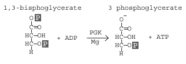 <p>Step 7</p><p>1,3 bisphoglycerate is converted to 3-phosphoglycerate</p><p>Phosphate is transferred to a molecule of ADP yielding ATP</p><p>happens x2 with both 1,3 bisphoglycerate molecules, yielding a total of 2 ATP</p>