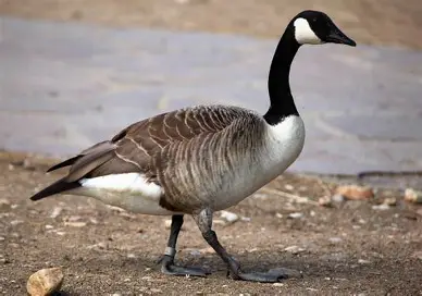 <p>What Bird Species is this?</p>