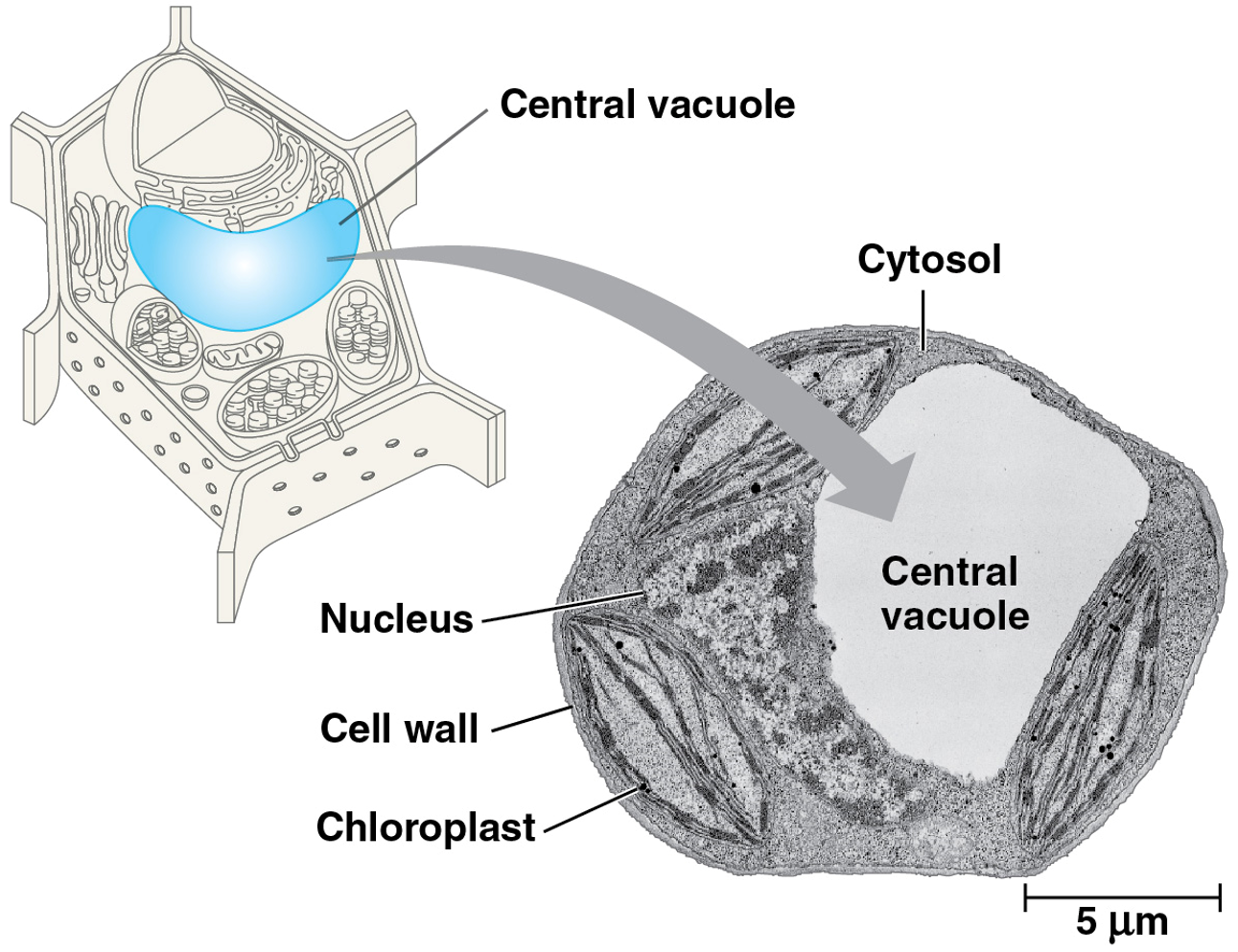 <p>Vacuoles</p>